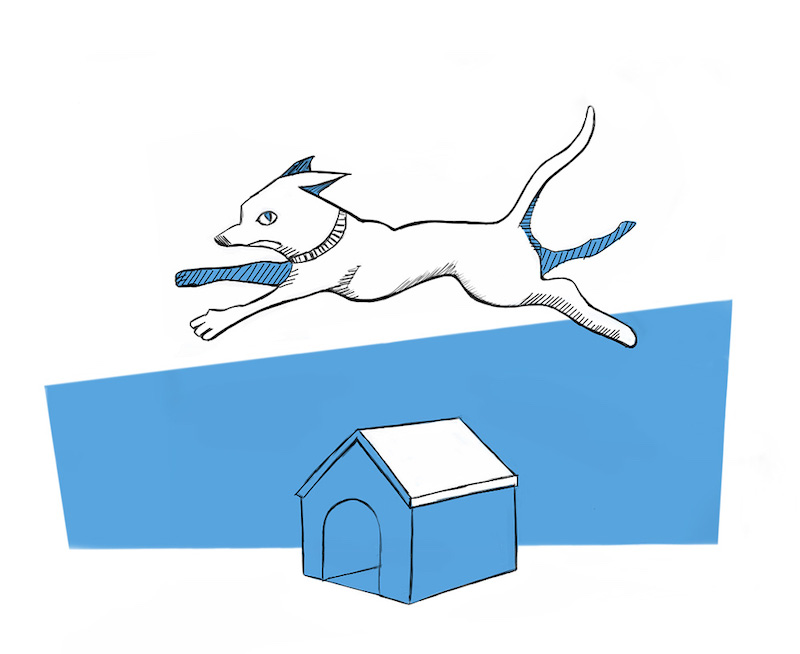 Dog leaping house