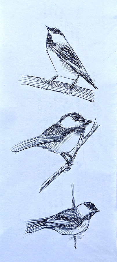 Chickadees